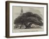 Ancient Yew in Buckland Churchyard, Kent-null-Framed Giclee Print
