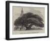 Ancient Yew in Buckland Churchyard, Kent-null-Framed Giclee Print