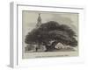 Ancient Yew in Buckland Churchyard, Kent-null-Framed Giclee Print