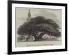 Ancient Yew in Buckland Churchyard, Kent-null-Framed Giclee Print