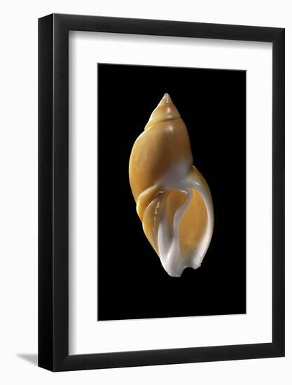 Ancilla Lienardi-Paul Starosta-Framed Photographic Print