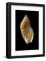 Ancilla Lienardi-Paul Starosta-Framed Photographic Print