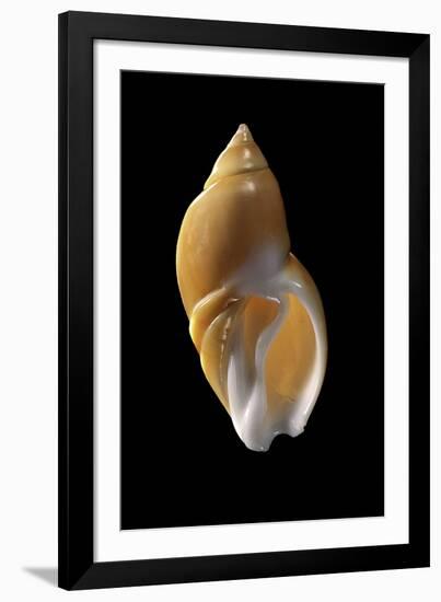 Ancilla Lienardi-Paul Starosta-Framed Photographic Print