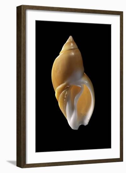 Ancilla Lienardi-Paul Starosta-Framed Photographic Print