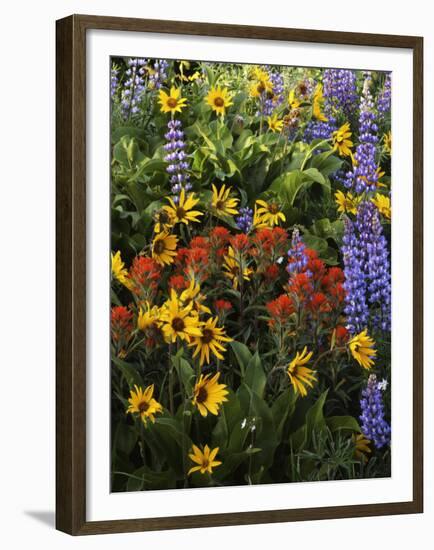 and Paintbrush, Lupine, Balsam Root, Columbia Gorge, Washington, USA-Charles Gurche-Framed Premium Photographic Print