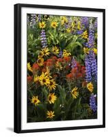 and Paintbrush, Lupine, Balsam Root, Columbia Gorge, Washington, USA-Charles Gurche-Framed Premium Photographic Print