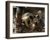 And They Still Say Fish are Expensive!, 1894-Joaquín Sorolla y Bastida-Framed Giclee Print