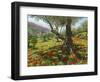 Andalucian Olive Grove-Richard Harpum-Framed Art Print