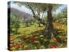 Andalucian Olive Grove-Richard Harpum-Stretched Canvas