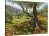 Andalucian Olive Grove-Richard Harpum-Stretched Canvas