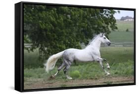 Andalusian 001-Bob Langrish-Framed Stretched Canvas