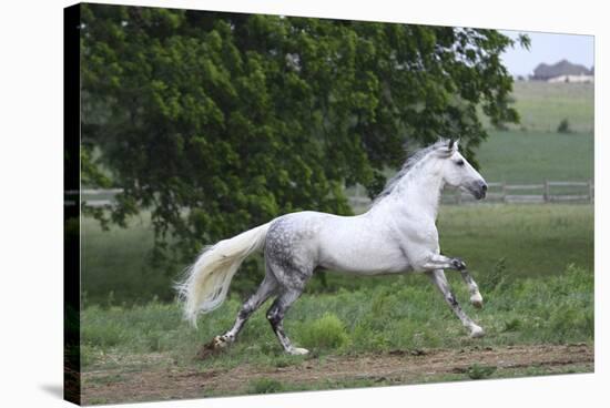 Andalusian 001-Bob Langrish-Stretched Canvas