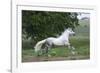 Andalusian 001-Bob Langrish-Framed Photographic Print