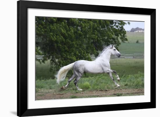 Andalusian 001-Bob Langrish-Framed Photographic Print