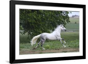 Andalusian 001-Bob Langrish-Framed Photographic Print