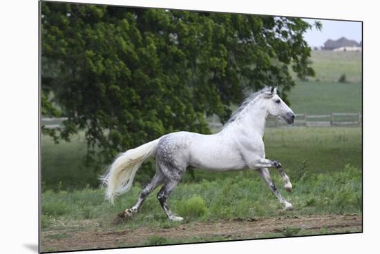 Andalusian 001-Bob Langrish-Mounted Photographic Print