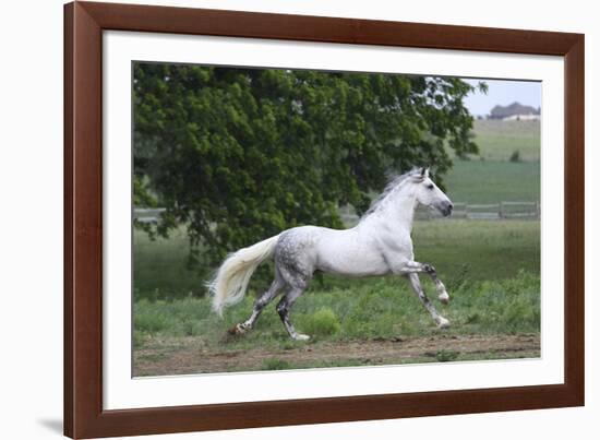 Andalusian 001-Bob Langrish-Framed Photographic Print