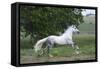 Andalusian 001-Bob Langrish-Framed Stretched Canvas