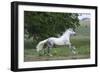 Andalusian 001-Bob Langrish-Framed Photographic Print