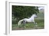 Andalusian 001-Bob Langrish-Framed Photographic Print