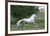 Andalusian 001-Bob Langrish-Framed Photographic Print