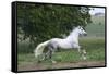 Andalusian 001-Bob Langrish-Framed Stretched Canvas