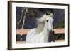 Andalusian 003-Bob Langrish-Framed Photographic Print