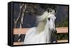 Andalusian 003-Bob Langrish-Framed Stretched Canvas