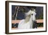 Andalusian 003-Bob Langrish-Framed Photographic Print