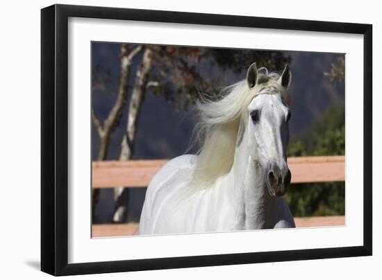 Andalusian 003-Bob Langrish-Framed Photographic Print