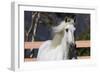 Andalusian 003-Bob Langrish-Framed Photographic Print