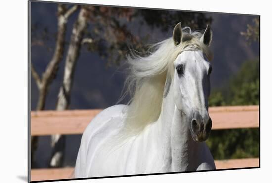 Andalusian 003-Bob Langrish-Mounted Photographic Print