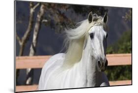 Andalusian 003-Bob Langrish-Mounted Photographic Print