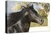 Andalusian 011-Bob Langrish-Stretched Canvas