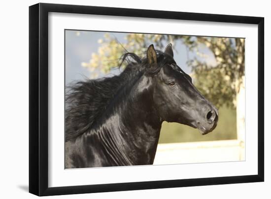 Andalusian 011-Bob Langrish-Framed Photographic Print