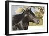 Andalusian 011-Bob Langrish-Framed Photographic Print