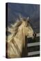 Andalusian 016-Bob Langrish-Stretched Canvas