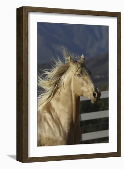 Andalusian 016-Bob Langrish-Framed Photographic Print