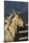 Andalusian 016-Bob Langrish-Mounted Photographic Print