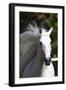 Andalusian 037-Bob Langrish-Framed Photographic Print