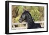 Andalusian 038-Bob Langrish-Framed Photographic Print