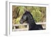 Andalusian 038-Bob Langrish-Framed Photographic Print