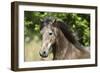 Andalusian 044-Bob Langrish-Framed Photographic Print