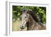 Andalusian 044-Bob Langrish-Framed Photographic Print