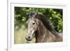 Andalusian 044-Bob Langrish-Framed Photographic Print