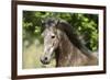 Andalusian 044-Bob Langrish-Framed Photographic Print