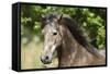 Andalusian 044-Bob Langrish-Framed Stretched Canvas
