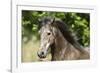 Andalusian 044-Bob Langrish-Framed Photographic Print