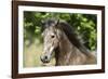 Andalusian 044-Bob Langrish-Framed Photographic Print