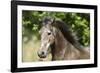 Andalusian 044-Bob Langrish-Framed Photographic Print